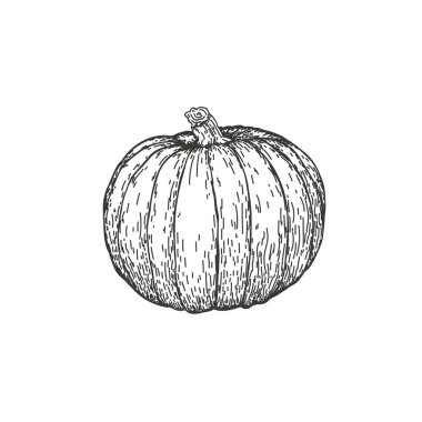 Elle çizilmiş bir balkabağının vektör çizimi. Balkabağını ayır ve ikiye böl. Bitki oymacılığı illüstrasyon tarzı. Vejetaryen yemeklerin detaylı çizimi. Tarım piyasasındaki ürünler