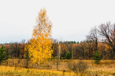 sonbaharda nehrin taşkın yatağının çayır 