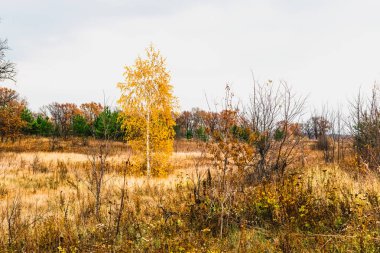 sonbaharda nehrin taşkın yatağının çayır 