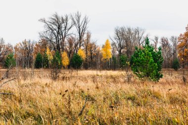 sonbaharda nehrin taşkın yatağının çayır 