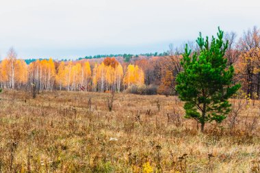 sonbaharda nehrin taşkın yatağının çayır 
