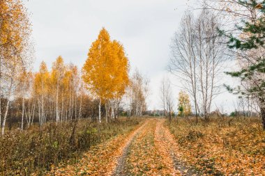 sonbaharda nehrin taşkın yatağının çayır 