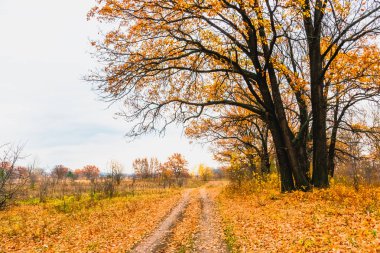sonbaharda nehrin taşkın yatağının çayır 