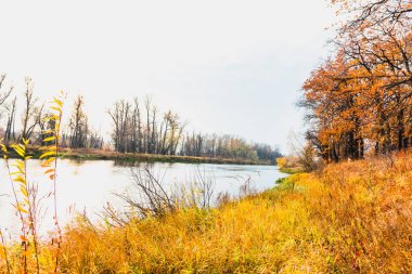 sonbaharda nehrin taşkın yatağının çayır 
