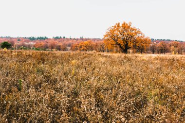 sonbaharda nehrin taşkın yatağının çayır 