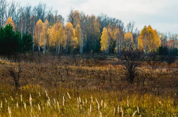 Луг Пойме Реки Осенью — стоковое фото