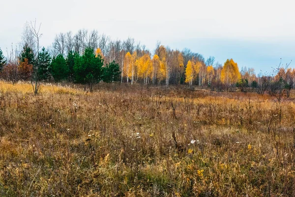 Луг Пойме Реки Осенью — стоковое фото