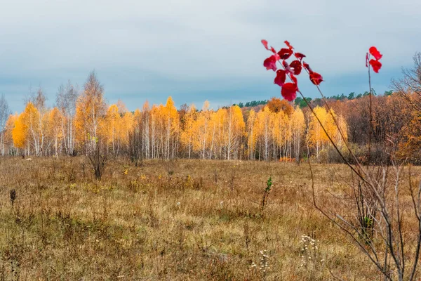 Луг Пойме Реки Осенью — стоковое фото