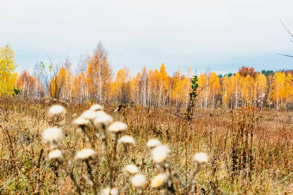 Луг Пойме Реки Осенью — стоковое фото