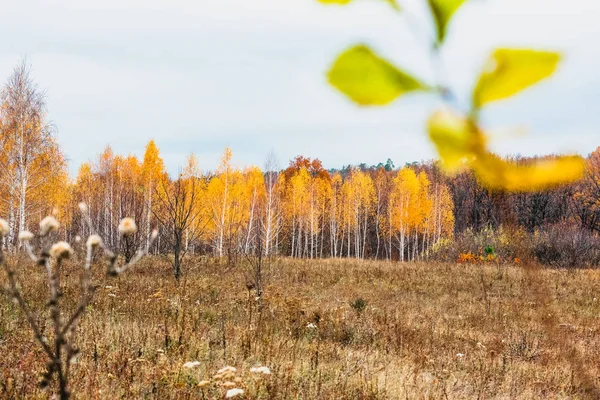 Луг Пойме Реки Осенью — стоковое фото