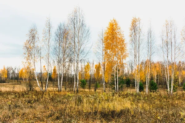 Луг Пойме Реки Осенью — стоковое фото