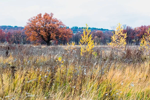 秋天河水泛滥的草地 — 图库照片
