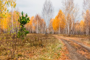 tipik orman-bozkır manzara-taşkın yatağının meadows Rusya Volga Nehri'nin orta ulaşır 