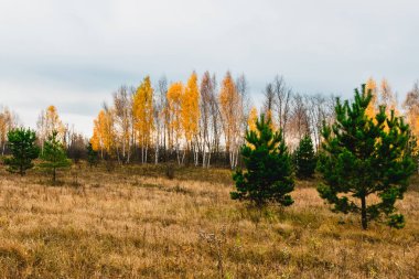 tipik orman-bozkır manzara-taşkın yatağının meadows Rusya Volga Nehri'nin orta ulaşır 