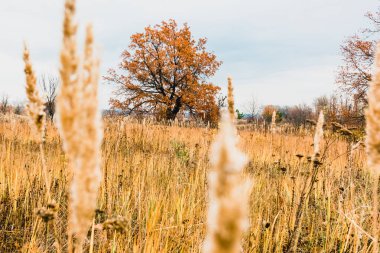 tipik orman-bozkır manzara-taşkın yatağının meadows Rusya Volga Nehri'nin orta ulaşır 