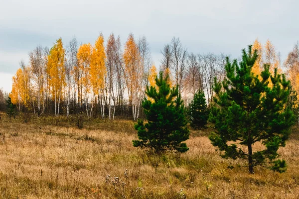 Типичные Лесостепные Ландшафтно Пойменные Луга Среднем Течении Волги Россия — стоковое фото