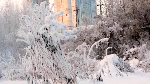 Wąwóz Zimie Pokrytych Mróz Rośliny Pobliżu Budynków Mieszkalnych Mieście — Wideo stockowe