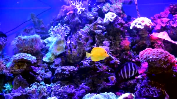 Poissons Décoratifs Dans Grand Aquarium Aquarium Est Une Décoration Intérieur — Video