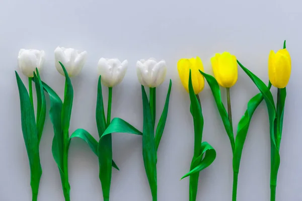 Tulipes Blanches Jaunes Différentes Combinaisons Combinaison Avec Divers Objets — Photo