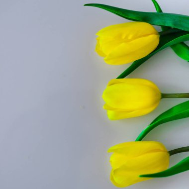 Lale beyaz ve sarı farklı kombinasyonlarda ve çeşitli nesneleri ile birlikte 