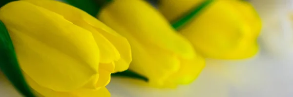 Tulipanes Blanco Amarillo Diferentes Combinaciones Combinación Con Varios Objetos —  Fotos de Stock