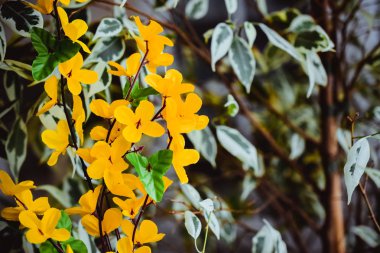 Yapay malzemelerden yapılmış çiçekler sarı, akasya çiçekleri 