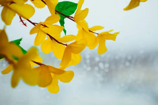 Kwiaty Tworzyw Sztucznych Żółty Kwiaty Akacji — Zdjęcie stockowe