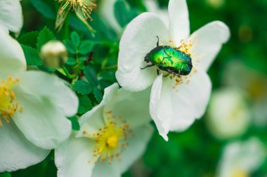 gül ve yeşil böcek 