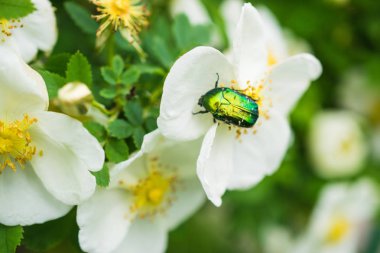 gül ve yeşil böcek 