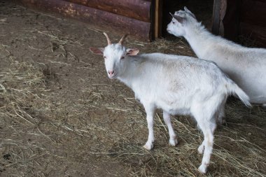 Kuşatılmış beyaz keçiler, küçük sığır yetiştiriyorlar. 