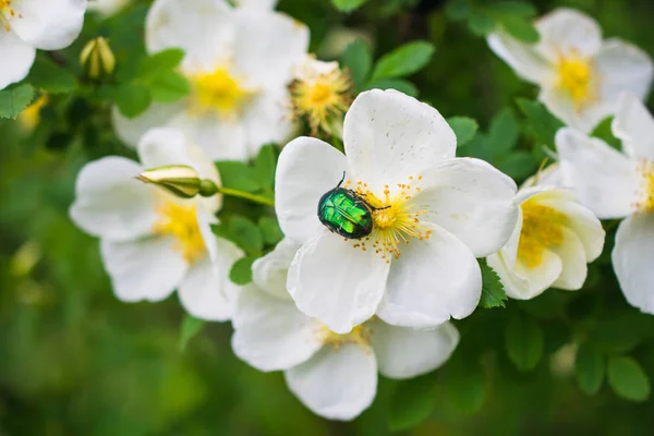 rose and green beetle