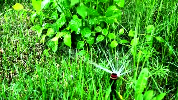 Irrigazione Del Prato Giardino Parco Estate Con Impianto Irrigazione Automatico — Video Stock