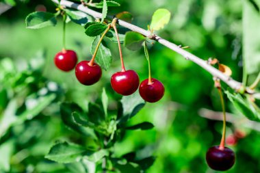 açık bir Güneşli günde bahçede olgunlaşan kiraz 