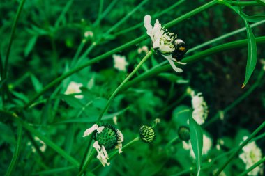 bir yaz gününde böcekler ile çiçek 