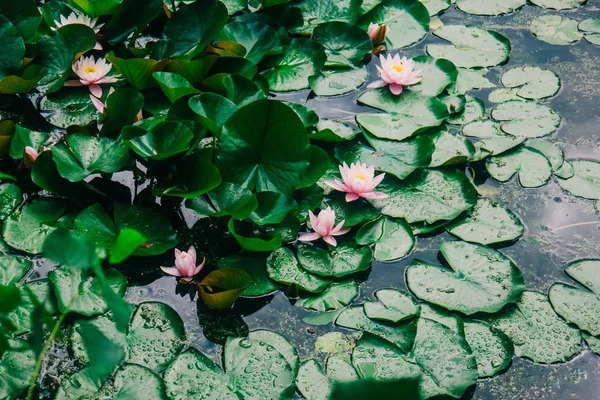 white Lily or Lotus in the pond in the summer