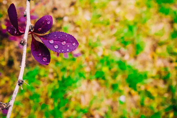 Yaz Aylarında Yağmur Dan Sonra Bitkiler — Stok fotoğraf