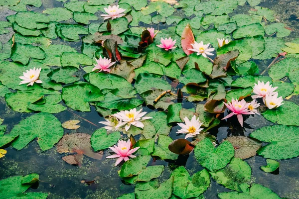 Yaz Aylarında Gölette Beyaz Lily Veya Lotus — Stok fotoğraf
