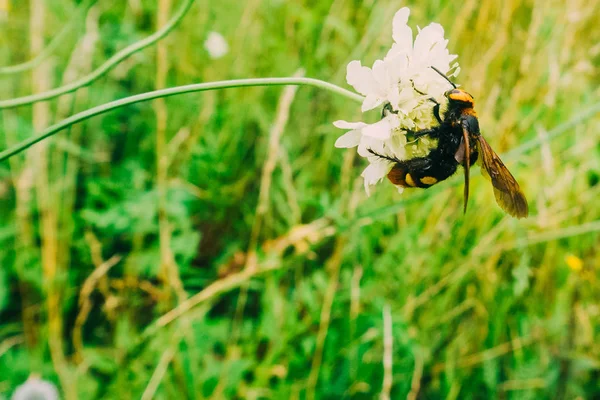 flower with insects on a summer day