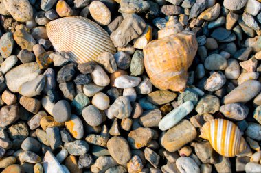 kabuklarla çakıl plaj 