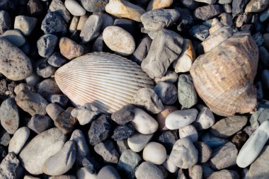 kabuklarla çakıl plaj 