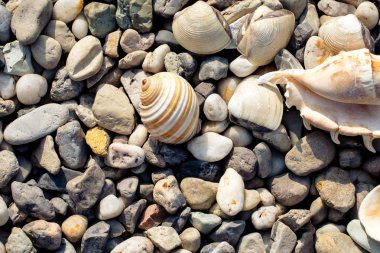 kabuklarla çakıl plaj 