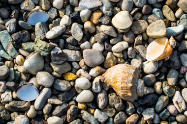 kabuklarla çakıl plaj 