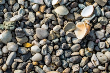 kabuklarla çakıl plaj 