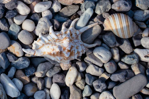 Kiezelstrand Met Schelpen — Stockfoto