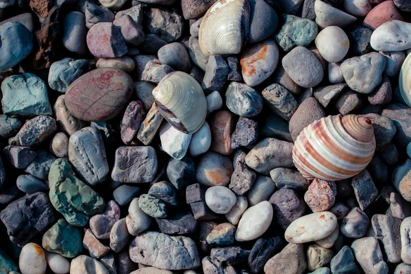 Playa Guijarros Con Conchas — Foto de Stock