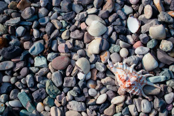 Kiezelstrand Met Schelpen — Stockfoto