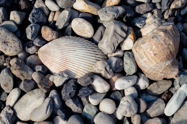 kabuklarla çakıl plaj 