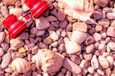 kabukları ile çakıl plajda kırmızı veya pembe dürbün 