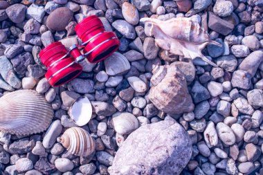 kabukları ile çakıl plajda kırmızı veya pembe dürbün 