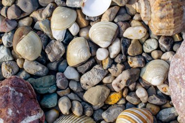 yaz gününde sahilde çakıl taşları ve eski deniz kabukları ile plaj 